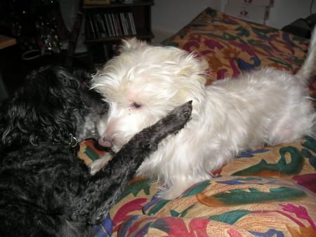bagarre entre chien