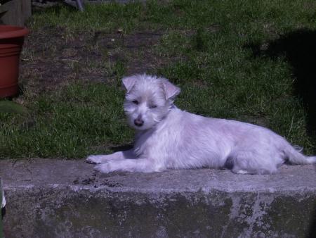 snoopy