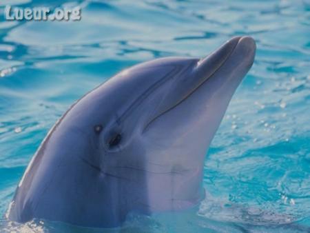 le plus belle animal